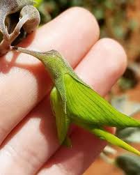 Image result for Crotalaria comosa