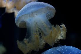 We will be doing regularly drawing and photography contests. Sea Life Animal Fungus Invertebrate Jellyfish Sea Anemone Clam Seashell Piqsels