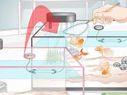 How To Cure Goldfish Dropsy: 15 Steps (With Pictures) - Wikihow
