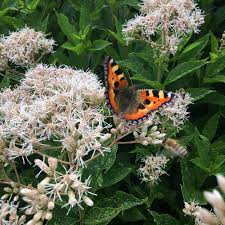 Image result for Commelina albescens