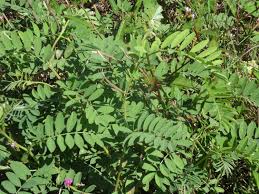 Image result for Indigofera bainesii