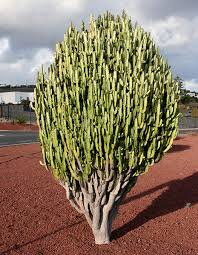 Image result for Euphorbia kilwana