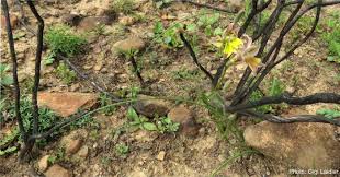 Image result for Gladiolus permeabilis