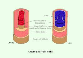 We did not find results for: With The Help Of Labeled Diagrams Describe The Structure Class 10 Biology Cbse
