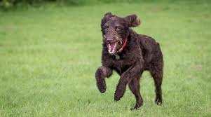 The cost to adopt a labradoodle is around $300. Australian Labradoodle Breed Info Facts Traits Puppy Costs More