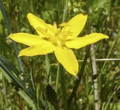 Image result for Hypoxis nyasica