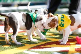 Puppy bowl 2021 how to watch. 2021 Puppy Bowl Odds Picks And Props See When And How To Watch