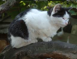 Invite your friends to come, discover the platform and the magnificent 3d files shared by the community! Cat References