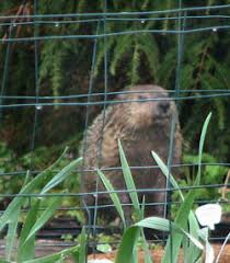 Check spelling or type a new query. Groundhogs Our Edible Garden