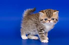 pin on kedi