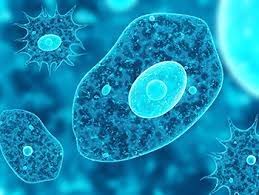 Learn about the most important organelles and structures of the animal cell along with the function of major organelles. Cells Structure Function Flashcards Quizlet