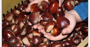 Rilancio della filiera castanicola campana: verso l'Igp per la castagna del  Partenio