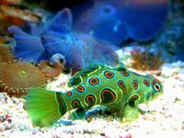 Pin By Gil Carvalho On Animais Beautiful Sea Creatures Mandarin Fish Marine Fish