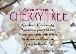 Growth Advice From A Cherry Tree Blossom In Your Own Time Your True Nature Cherry Blossom Quotes Blossom Quotes Cherry Quotes