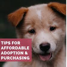 Also, we cannot accept applications from individuals or organizations seeking a lab expected to perform as any type of service, therapy again, we do not adopt outside the areas we cover in southern california! The Best Places To Find A Really Cheap Puppy Pethelpful By Fellow Animal Lovers And Experts