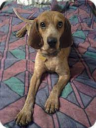 Pin On Red Tick Coonhound