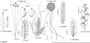 Image result for Cyperus cuspidatus
