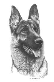 Best In Show By Louise Howarth In 2020 Animal Portraits Art German Shepherd Art Dog Drawing