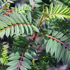 Ihre beeren leuchten rot im grünen blattwerk und locken viele vögel an. Strauch Eberesche Sorbus Vilmorinii Weiss