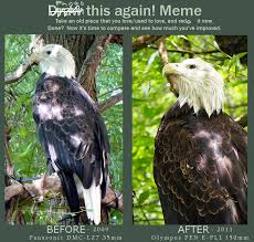 Photography Bald Eagle Meme By Mishkuu On Deviantart