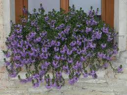 Image result for foto Vějířovka