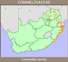 Image result for Commelina bracteosa