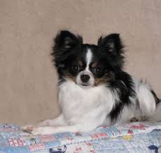 Google Image Result For Http Www Chihuahuasweelove Com Super Trooper 52 Jpg White Chihuahua Long Coat Chihuahua Chihuahua For Sale