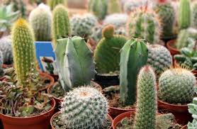 I've heard so many different answers. How Often Do You Water A Cactus Dengarden