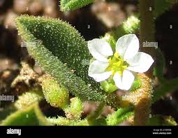 Image result for Limeum viscosum