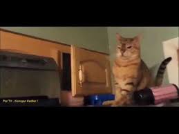 Konusan Kediler 1 Youtube