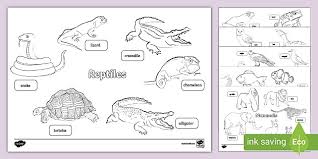 All coloring pages » animals » amphibian » frog » frog holds an umbrella. Ks1 Animal Groups Colouring Pack Animals Colouring