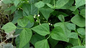 Image result for Phaseolus vulgaris