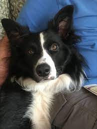Pin By Tom Ferrier On Border Collie Buddies Cute Dogs Breeds Collie Dog Collie Puppies