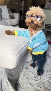 Winston Dog Brown Dog