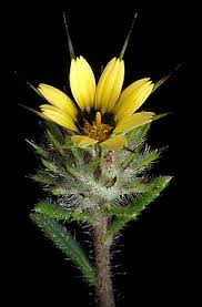 Image result for Hirpicium