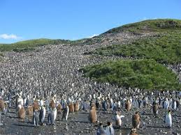File Colony Of Aptenodytes Patagonicus Jpg Wikimedia Commons South Sandwich Islands South America Travel South Georgia