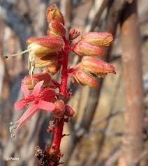 Image result for Erythrophysa