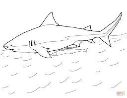 Free Printable Coloring Pages In Oceanic Whitetip Shark Coloring Pages