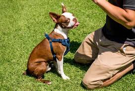 Can My Boston Terrier Be Left Alone - Youtube