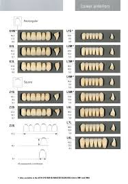 Vita Physiodens Mold Chart Specialty Tooth Supply Ltd