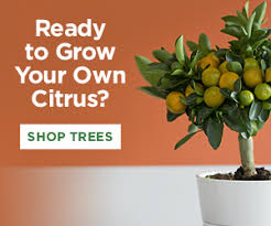 In general, though, you can expect that your citrus tree will be mature and ready to produce fruit in the second or third year after you plant it. When Do Eureka Lemon Trees Produce Fruit Citrus Com