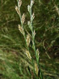 Image result for Hubbardochloa gracilis