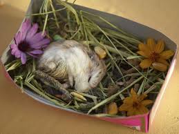 Hamster S Funeral California Usa 2013 C Eri Morita Hamster Celebration Of Life Pet Owners