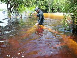Fighting the Pink River Dolphins extinction