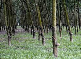 Klik pada gambar thumbail untuk mengunduh gambar ukuran getah anggur ternyata memiliki khasiat sebagai obat. Tingkatkan Produktiviti Pokok Getah Capai Matlamat Basmi Kemiskinan Kancil Tak Cerdik