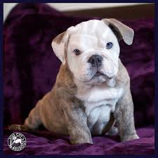 The Complete Guide To English Bulldogs How To Find Train English Bulldog Puppies Blue E English Bulldog Puppies Bulldog Puppies Brindle English Bulldog
