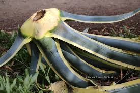 Reddit gives you the best of the internet in one place. Succulent Plant Pests Diseases Problems Symptoms Solutions