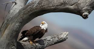 We are a results driven administration company with a track record of providing high customer satisfaction and cost savings. Bald Eagle Populations Soar In Lower 48 States Research Finds