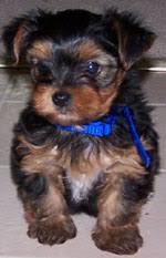 All of our breeding dogs except for summit live in guardian homes where they are considered a member of their family and live alongside their. Yorkshire Terrier Training Course On Yorkshire Terriers