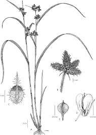 Image result for Fuirena sagittata